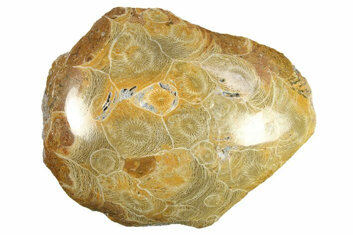 Polished Fossil Coral (Actinocyathus) Head - Morocco #276779